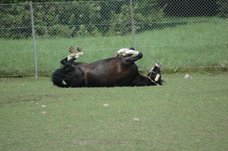 Holstener Prior's Maluta *SOULMATE* R.I.P 15/09/2011 - sommer 08´ haft dig i et halvt år :* billede 6