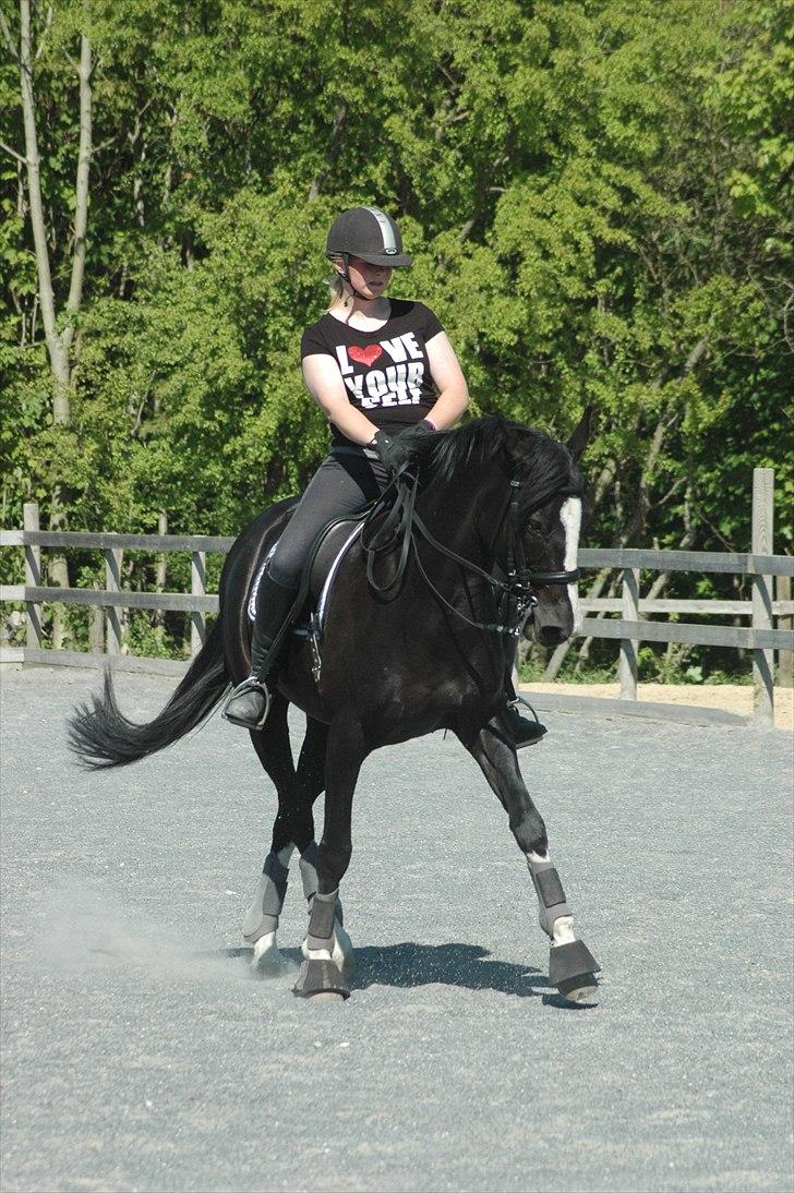 Holstener Prior's Maluta *SOULMATE* R.I.P 15/09/2011 - Fordi du er en drøm <3 billede 7