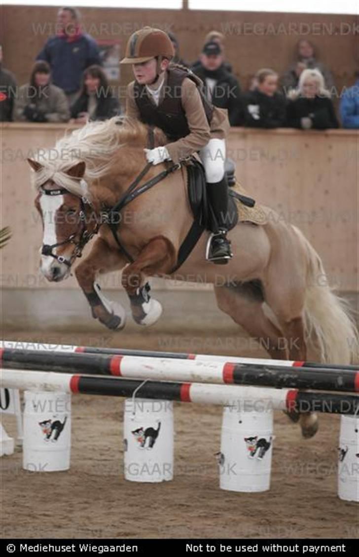 Anden særlig race » Miss Movie Star | SOLGT - Aagerupgård LA foto: ridehesten billede 9