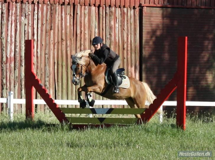 Anden særlig race » Miss Movie Star | SOLGT - Jyubbii..!! billede 10