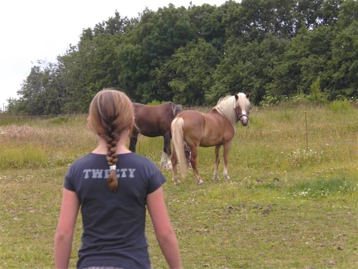 Anden særlig race » Miss Movie Star | SOLGT - Love Ya´ Musser <3 billede 13