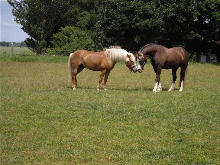 Anden særlig race » Miss Movie Star | SOLGT - Uhhh.. store sager XD billede 15