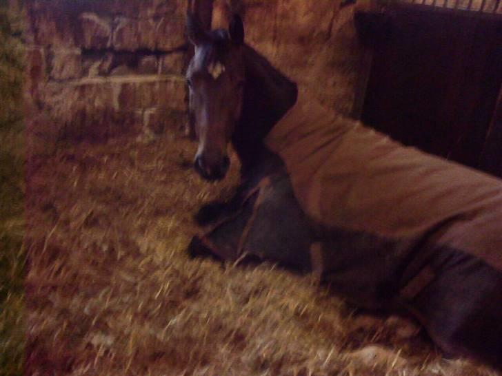 Dansk Varmblod † Gayo † - Malling 07.. sovetrynen Gayo.. billede 2