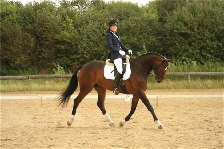 Dansk Varmblod † Gayo † - Kærbo 07. før skaden.. (Billede taget af Janni) billede 3