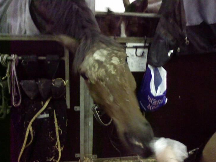 Dansk Varmblod † Gayo † - Prinsen havde stået på hovedet ude på folden den dag.. hehe billede 4