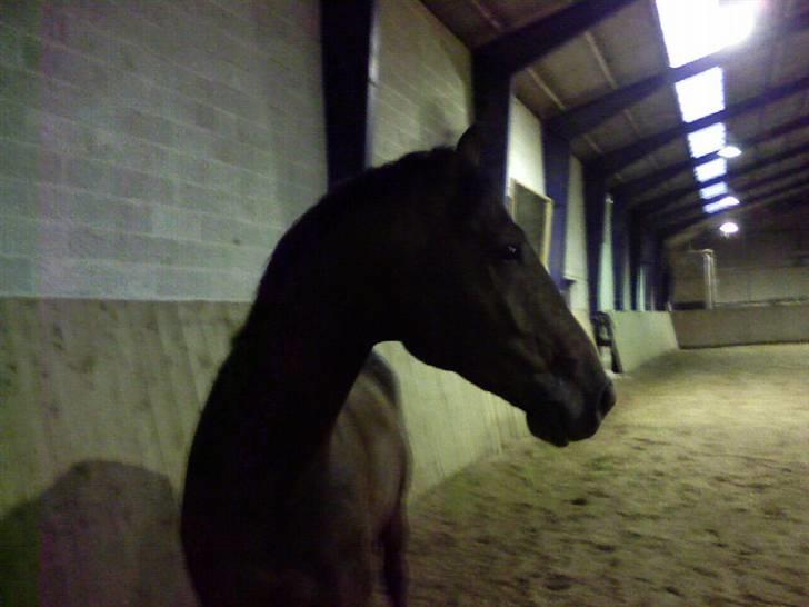 Dansk Varmblod † Gayo † - Smuk´sak.. billede 5