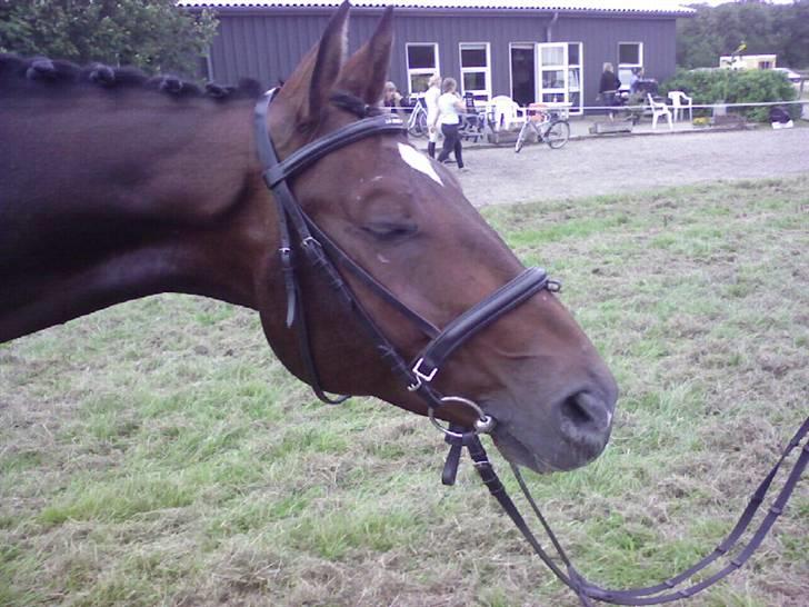 Dansk Varmblod † Gayo † - Fra Kærbo stævnet 07, 5 dage efter jeg havde fået ham :) billede 6