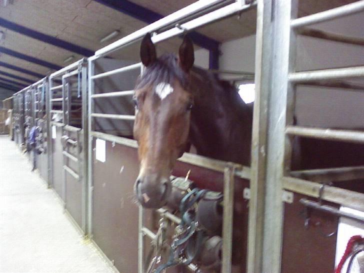 Dansk Varmblod † Gayo † - Minder meget om et af billederne af Medley :) min to små stjerner.. billede 7