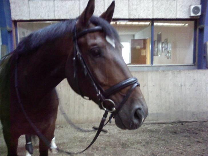 Dansk Varmblod † Gayo † - Efter træning 07. billede 8