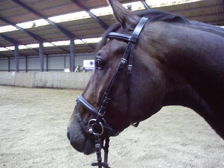 Dansk Varmblod † Gayo † - Prinsen Gayo.. billede 9