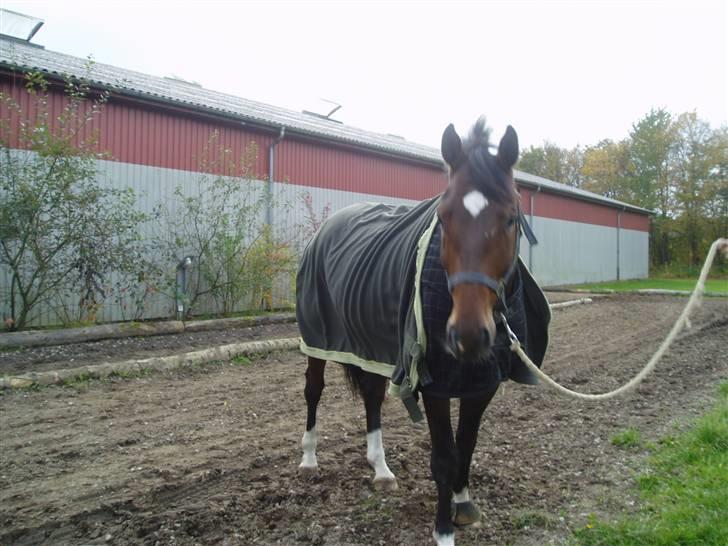 Dansk Varmblod † Gayo † - Malling 07.. Fjolle <3 billede 10