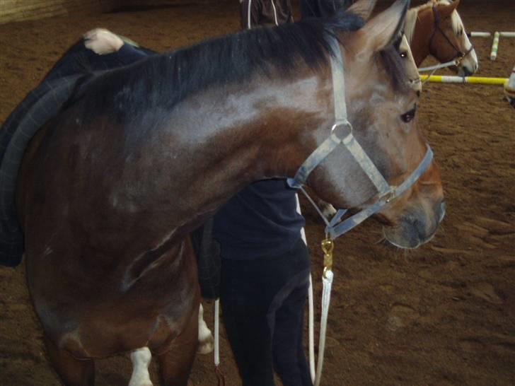 Dansk Varmblod † Gayo † - Malling 07.. hehe, vi lavde horsemanship den dag, Gayo fik ikk helt fat i pointen med det.. heh billede 11