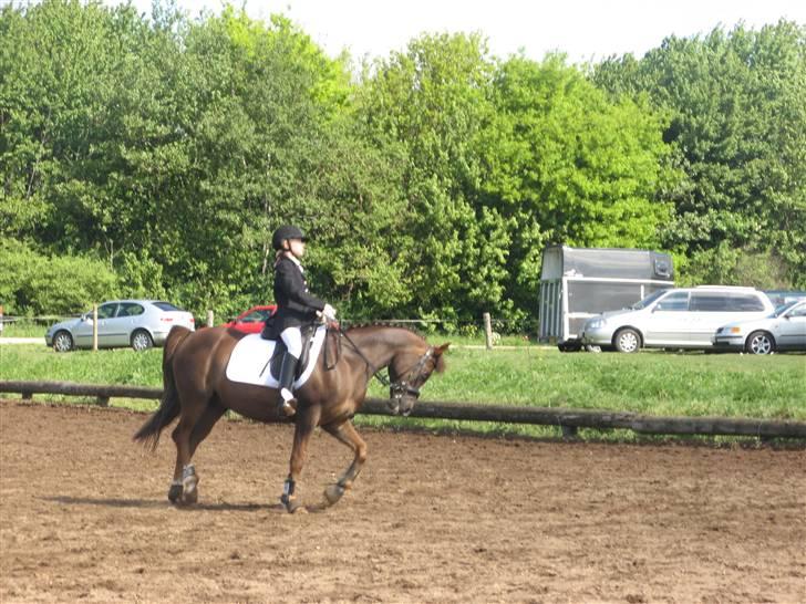 Hollandsk Sportspony filur  - opvarmning til stævne i Bolderslev. (meget lang tid siden) billede 7