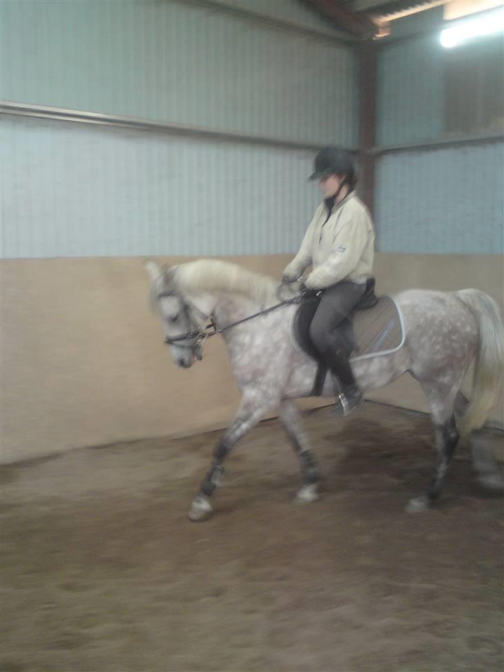 Arabisk fuldblod (OX) Cezanne OX  Solgt - * Cezanne og jeg i lidt dressur :*  d. 02-10.08 billede 16