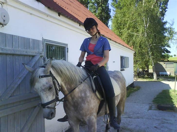 Arabisk fuldblod (OX) Cezanne OX  Solgt - NYT* d. 4 juni 2008 <3 billede 17