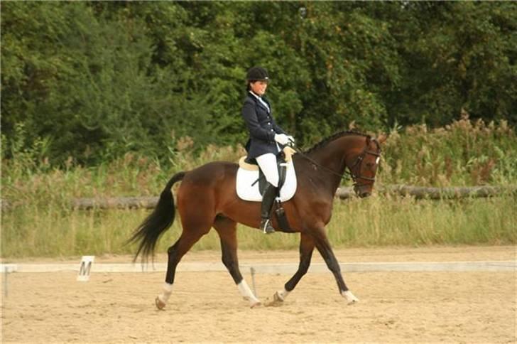 Dansk Varmblod † Gayo † - Kærbo stævnet 07. fra tiden før skaden. (billedet er taget af janni) billede 12