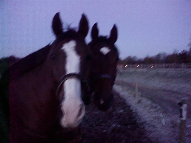 Dansk Varmblod † Gayo † - Prinsen i baggrunden sammen med Tornado. billede 13
