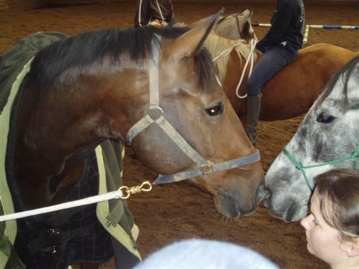Dansk Varmblod † Gayo † - Prinsen hilser på babyen Alkir billede 14