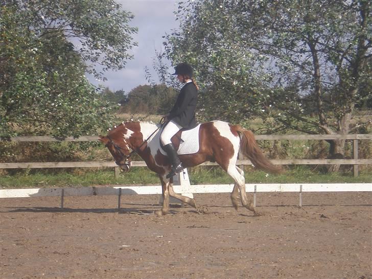 Anden særlig race Samson - Her er samson Og jeg så i en Lc2 Til Klubmesterskaberne På Fak. Vi Blev Nr. 1 I Klassen. Og Nr. 2 I KlubMesterskaberne. Wow. !  billede 2