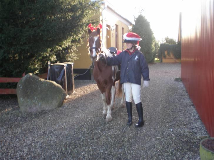 Anden særlig race Samson - Så er Mig Og Mit RensDyr På Vej til JuleShow. ! billede 3