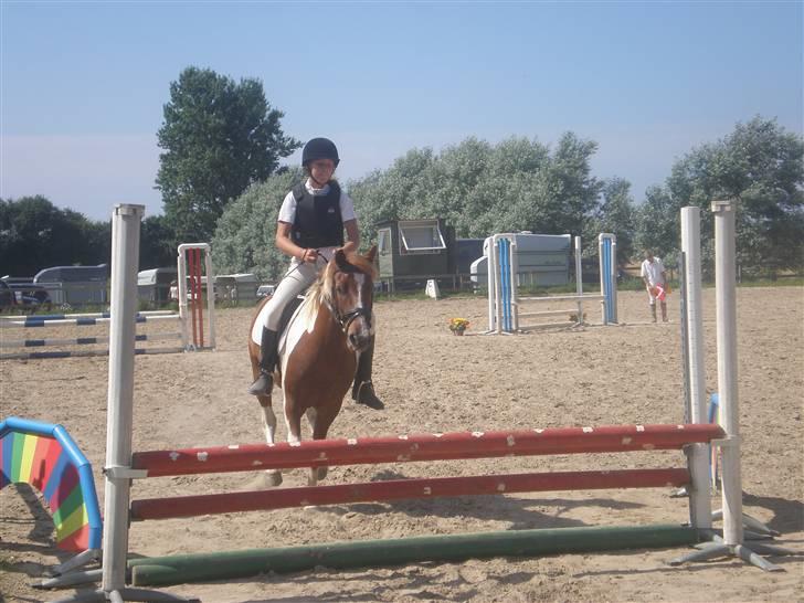 Anden særlig race Samson billede 5