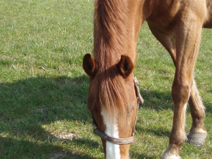 DSP Jet´aime<3 - min frække pony på mark sammen med alle vores andre heste  billede 7