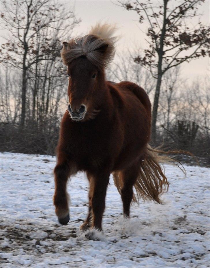 Islænder Saga fra Gl. Rye *Hvil i fred<'3* - 8 # Dengang hun kunne spurte ned af bakken nogenlunde normalt. Nu kan hun spurte alt det hun vil i hestehimlen<'3 Foto: AFH 24.02.11 billede 8
