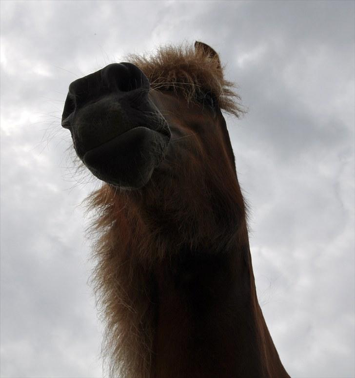 Islænder Saga fra Gl. Rye *Hvil i fred<'3* - 10 # En af de smukkeste engle i himlen...<'3 Foto: AFH 02.07.10 billede 10