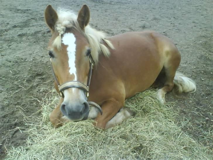 Haflinger Ronja  - du er den dejligste pony på hele jorden billede 1