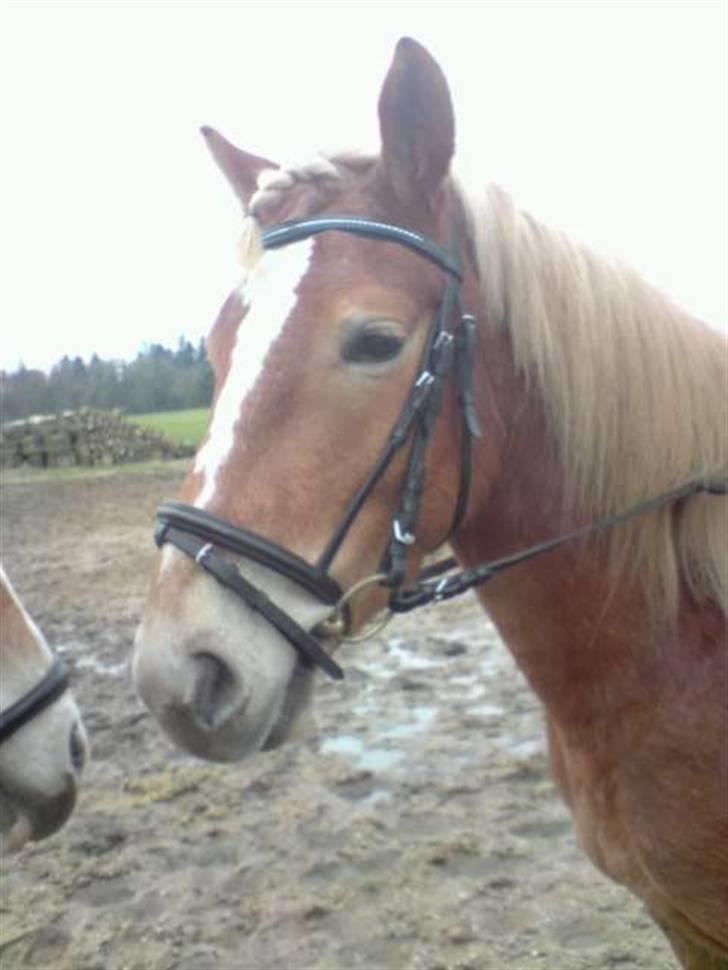 Haflinger Ronja  - Skal til at ride billede 3