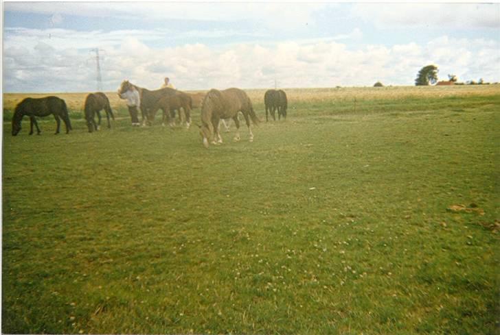 Anden særlig race Ringo (solgt  og efterlys billede 7
