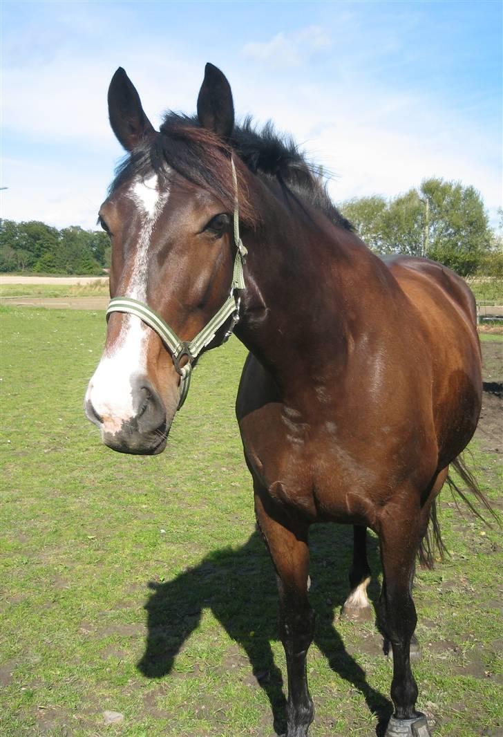 Oldenborg Light-Moon billede 14