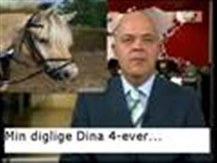 Fjordhest l Dina Halsnæs *R.I.P* billede 15