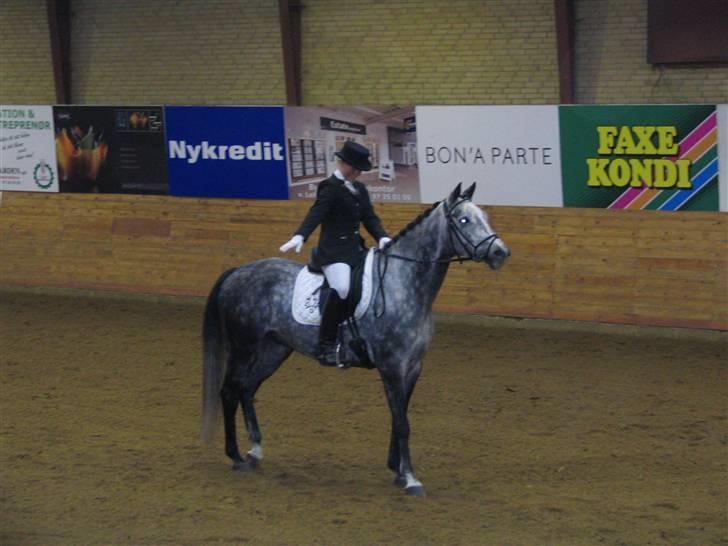 Trakehner Primaflora *Himmelhest* - Vores første debyt i LA5 billede 2