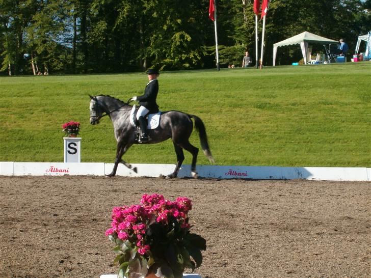 Trakehner Primaflora *Himmelhest* - Flora til Elitestævne Broholm 2006 billede 5