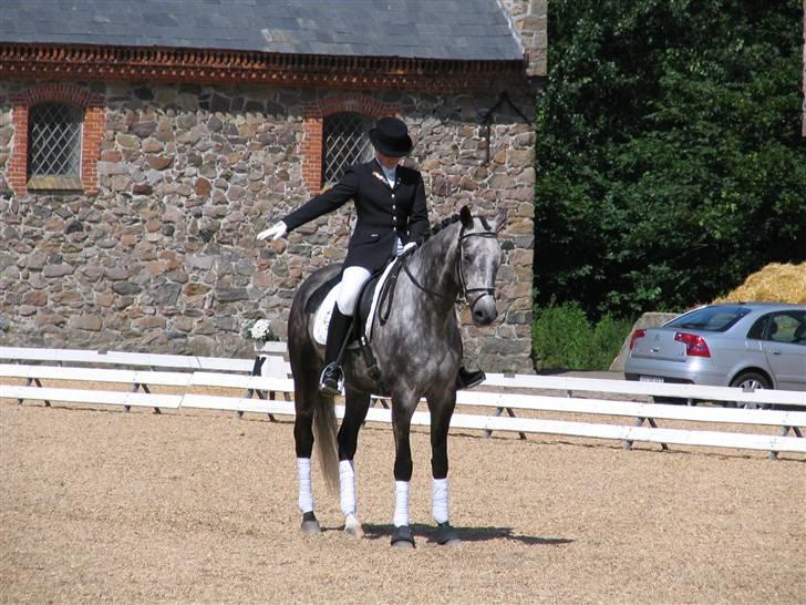 Trakehner Primaflora *Himmelhest* - Trakehner Championat Vilhelmsborg 2006 billede 6