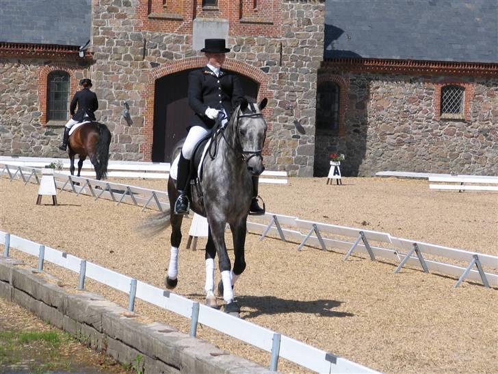 Trakehner Primaflora *Himmelhest* - Trakehner Championat Vilhelmsborg 2006 billede 7