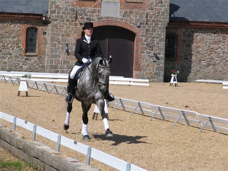 Trakehner Primaflora *Himmelhest* - Trakehner Championat Vilhelmsborg 2006 billede 8