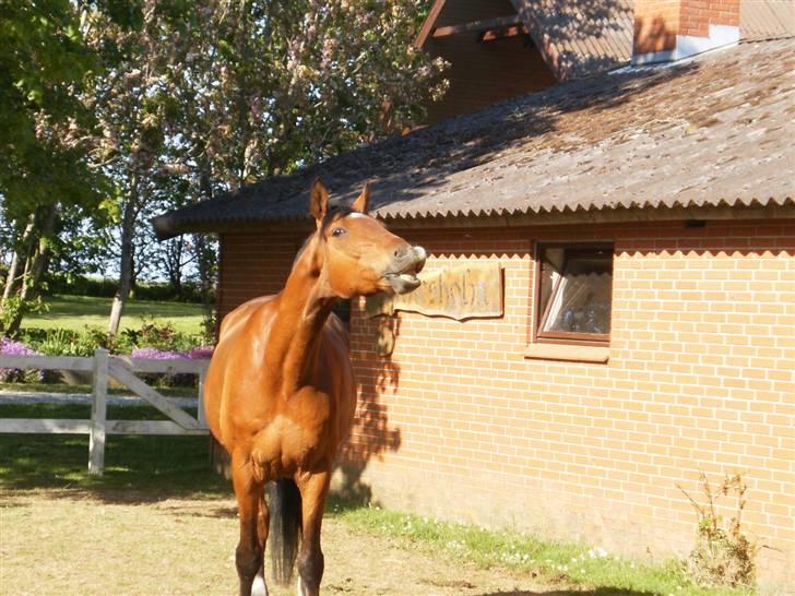 Dansk Varmblod Herbert - Ha ;) billede 5