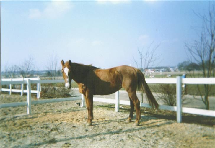 Anden særlig race Hoppe *død*  - Hoppe en onsdag i April. Kamstrup. Blev aflivet samme aften. billede 4