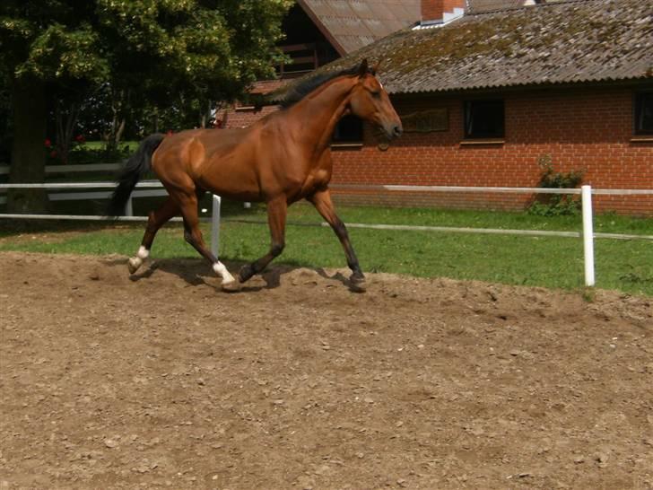 Dansk Varmblod Herbert billede 9