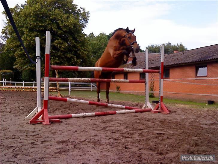 Dansk Varmblod Herbert - løsspring billede 10