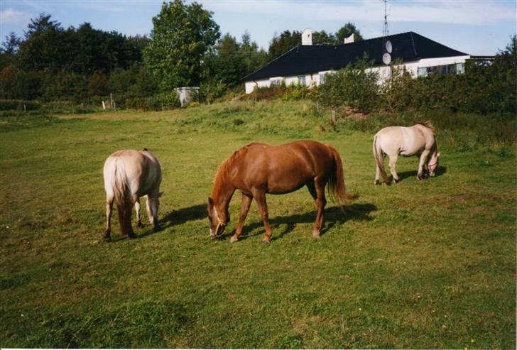 Anden særlig race Hoppe *død*  - Hoppe i Stavnsholt, med Paw og Mille. billede 8