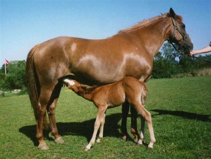Anden særlig race Hoppe *død*  - Ja det blev så et super kønt lille Hoppeføl, Lyngholms Blazie. billede 11