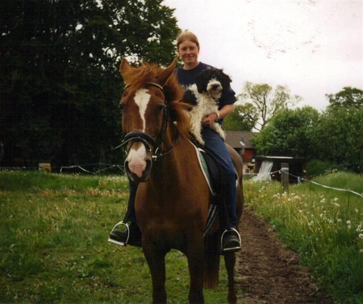 Anden særlig race Hoppe *død*  - Chewie får sig en ridetur. billede 13