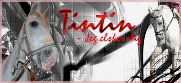 Welsh Pony (sec B) tintin<33 - Ej:O!! Jeg er 2 steder på en gang, underligt?? billede 1