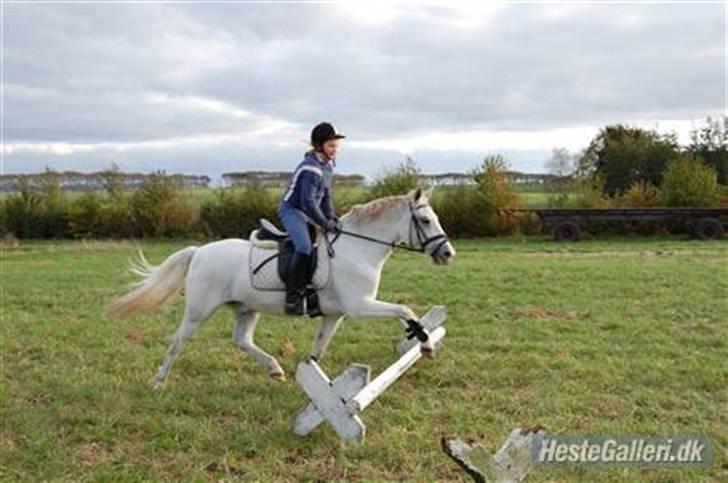 Welsh Pony (sec B) tintin<33 - Ja, sådan springer Tintin Dolmer så!!XD billede 2