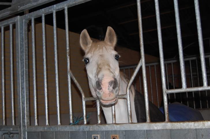 Welsh Pony (sec B) tintin<33 - hejza tøzzer, Hold da kæft syntes i ikke bare jeg er lækker??.... billede 3