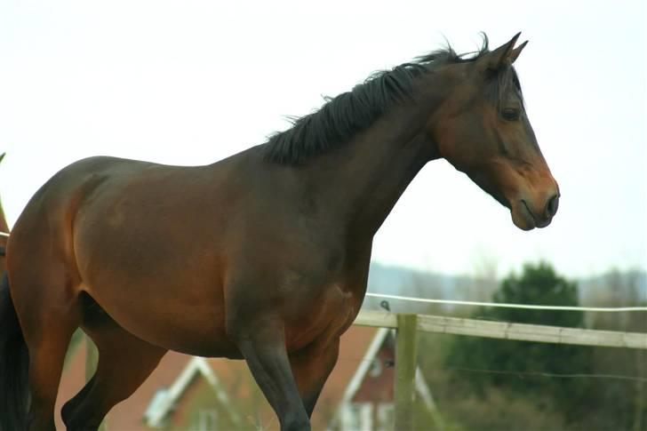 Anden særlig race Madeleine - solgt. - Smukke pony!(; billede 2