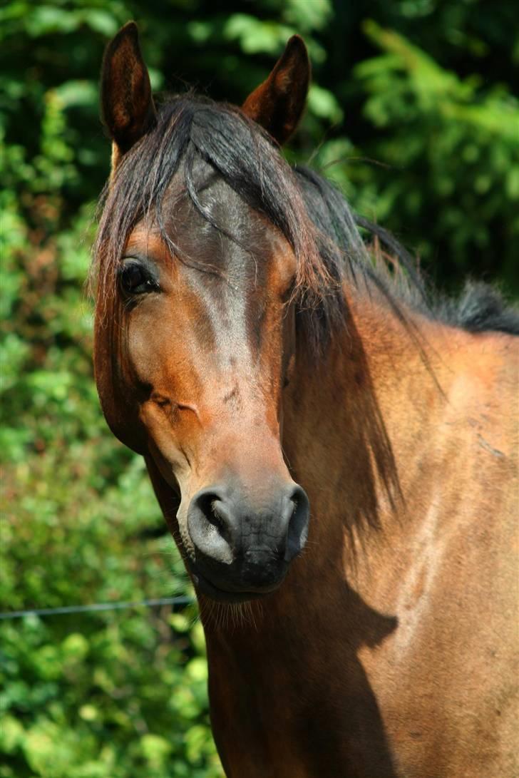 Anden særlig race Madeleine - solgt. - Smukke Madeleine. billede 5